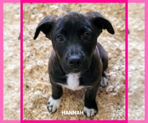 Great Pyrenees-Mastiff Mix Dogs for adoption in Granbury, TX, USA