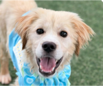 Small Retriever  Mix
