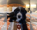 Small #2 Old English Sheepdog