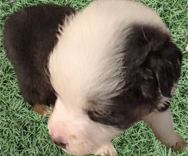 Medium Photo #3 Australian Shepherd Puppy For Sale in SYLVA, NC, USA
