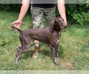 Father of the German Shorthaired Pointer puppies born on 05/19/2022