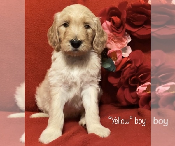 Medium Photo #13 Goldendoodle Puppy For Sale in MANSFIELD, TX, USA