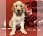 Small Photo #13 Goldendoodle Puppy For Sale in MANSFIELD, TX, USA