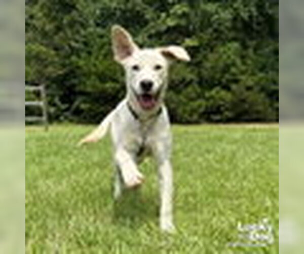 Medium Photo #8 Labrador Retriever-Retriever  Mix Puppy For Sale in Washington, DC, USA