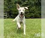 Small Photo #8 Labrador Retriever-Retriever  Mix Puppy For Sale in Washington, DC, USA