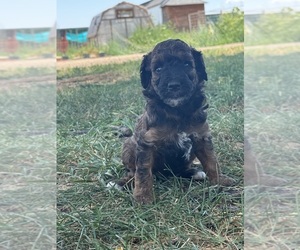 Poodle (Standard) Puppy for sale in LONGMONT, CO, USA