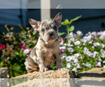 Puppy Neptune French Bulldog