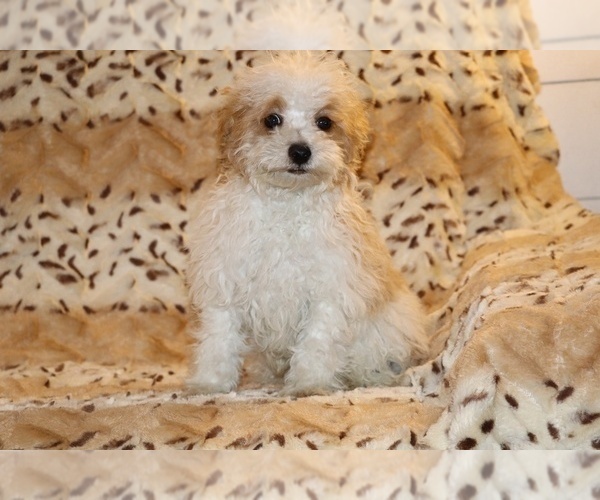 Medium Photo #6 Goldendoodle (Miniature) Puppy For Sale in DYERSBURG, TN, USA