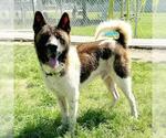 Small #1 Akita Mix