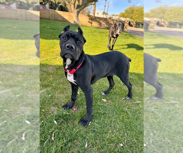 Medium Photo #1 Mutt Puppy For Sale in Goodyear, AZ, USA