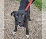 Small #3 Border Collie Mix