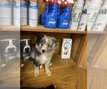 Small #2 Miniature Australian Shepherd