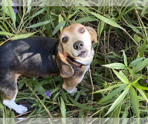 Medium Photo #8 Beagle Puppy For Sale in Tampa, FL, USA