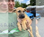 Small #2 Labrador Retriever Mix