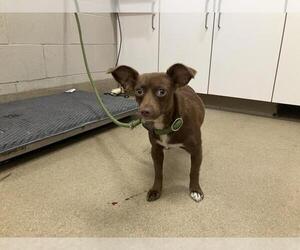 Chihuahua Dogs for adoption in Santa Maria, CA, USA