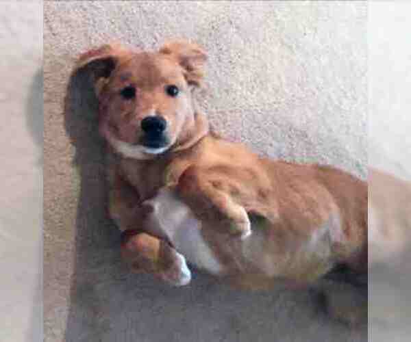 Medium Photo #1 Border Collie-Golden Retriever Mix Puppy For Sale in SAN ANTONIO, TX, USA