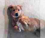 Small Photo #1 Border Collie-Golden Retriever Mix Puppy For Sale in SAN ANTONIO, TX, USA
