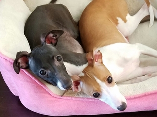 Italian Greyhound Puppy for sale in TAMPA, FL, USA