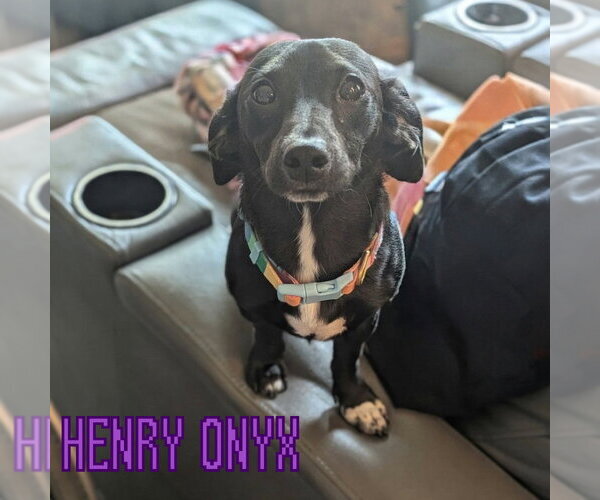 Medium Photo #6 Dachshund-Unknown Mix Puppy For Sale in San Antonio, TX, USA