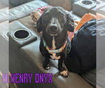 Small #5 Dachshund Mix