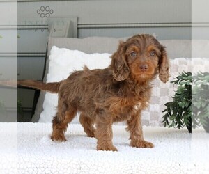 Cavapoo Puppy for sale in EPHRATA, PA, USA