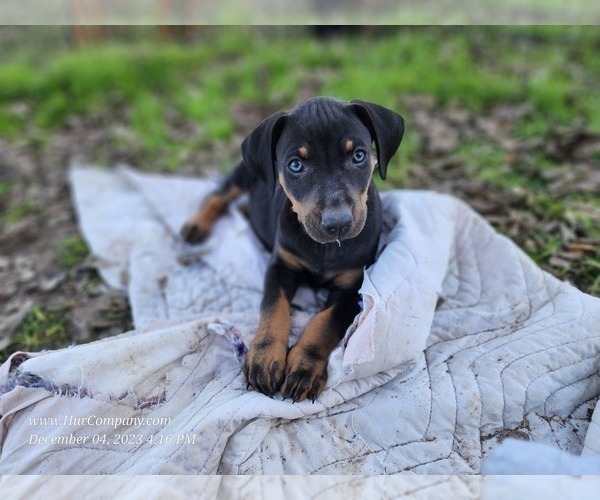 Medium Photo #1 Catahoula Leopard Dog Puppy For Sale in CUMBY, TX, USA