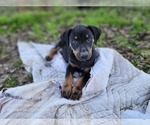Small Photo #1 Catahoula Leopard Dog Puppy For Sale in CUMBY, TX, USA