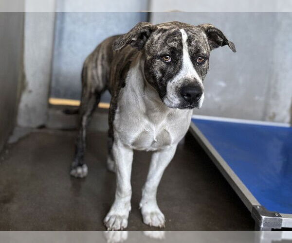 Medium Photo #1 Mutt Puppy For Sale in San Bernardino, CA, USA