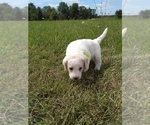 Small Photo #6 Labradoodle Puppy For Sale in SPENCERVILLE, IN, USA