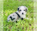 Puppy Puppy 6 Miniature Australian Shepherd