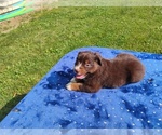 Image preview for Ad Listing. Nickname: Bell