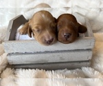Small Photo #7 Dachshund Puppy For Sale in BROWNSBURG, IN, USA