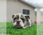 Small #1 English Bulldog