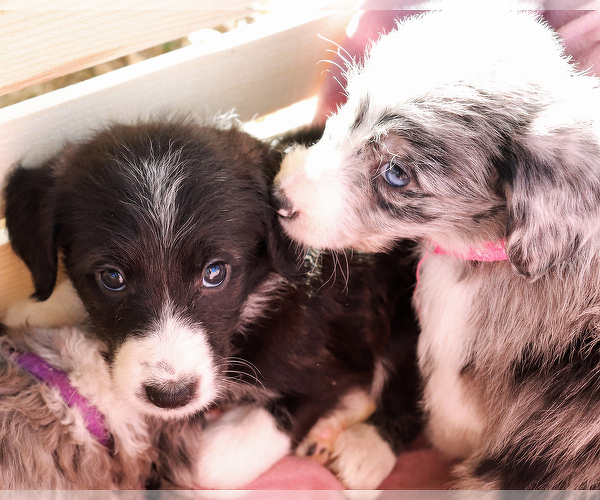 Medium Photo #9 Bordoodle Puppy For Sale in ASHLAND, OH, USA