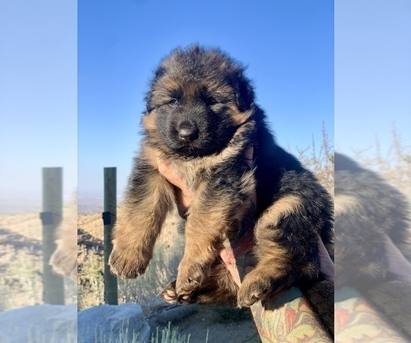 Medium Photo #3 German Shepherd Dog Puppy For Sale in PINON HILLS, CA, USA