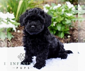 Poodle (Toy)-Shorkie Tzu Mix Puppy for sale in MILLERSTOWN, PA, USA