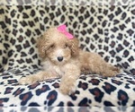 Small #5 Cavapoo
