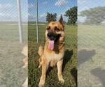 Small #2 German Shepherd Dog