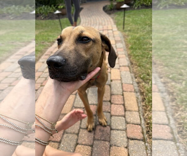 Medium Photo #6 Black Mouth Cur-Vizsla Mix Puppy For Sale in The Woodlands, TX, USA