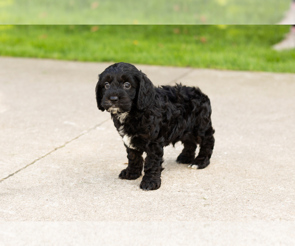 Medium Photo #27 Cocker Spaniel-Poodle (Miniature) Mix Puppy For Sale in NAPPANEE, IN, USA