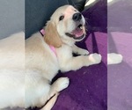 Small Photo #9 Golden Retriever Puppy For Sale in MERCED, CA, USA