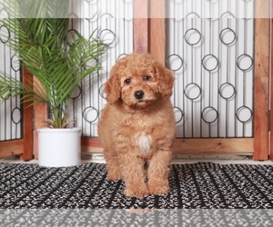 Goldendoodle (Miniature) Puppy for sale in NAPLES, FL, USA