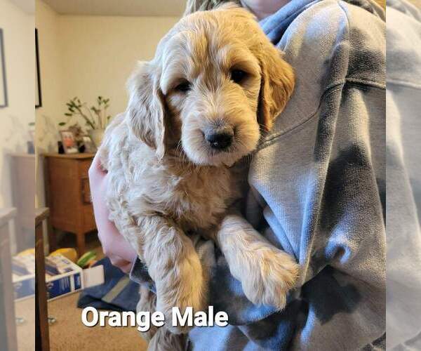 Medium Photo #10 Goldendoodle Puppy For Sale in ALTUS, OK, USA