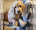 Small Photo #10 Goldendoodle Puppy For Sale in ALTUS, OK, USA