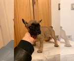 Small Photo #2 French Bulldog Puppy For Sale in BROOKLYN, NY, USA