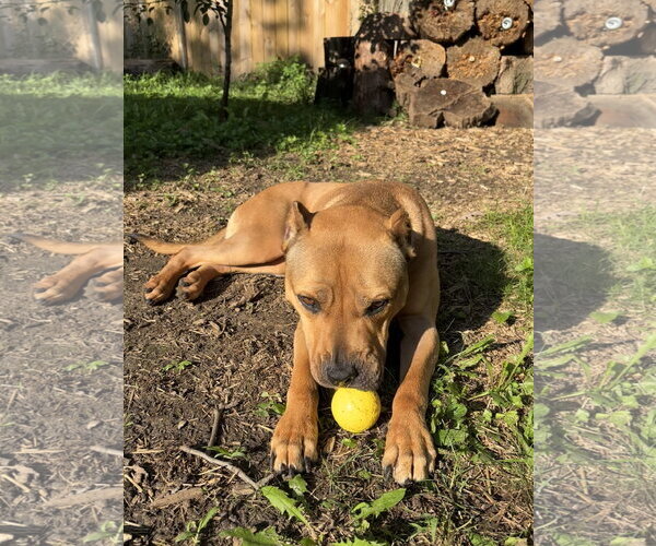 Medium Photo #2 American Pit Bull Terrier Puppy For Sale in Techny, IL, USA