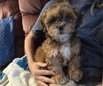 Puppy Zeke ShihPoo