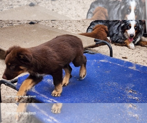 Medium Photo #7 Australian Shepherd Puppy For Sale in FLORESVILLE, TX, USA