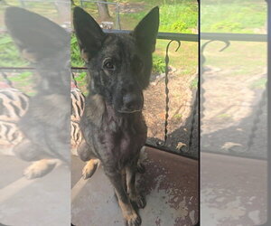 German Shepherd Dog-Holland Shepherd Mix Dogs for adoption in Imlay City, MI, USA