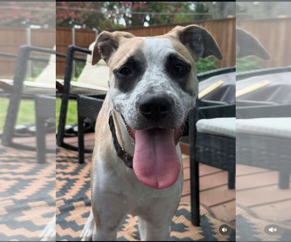 Medium Photo #3 Mutt Puppy For Sale in Royse City, TX, USA